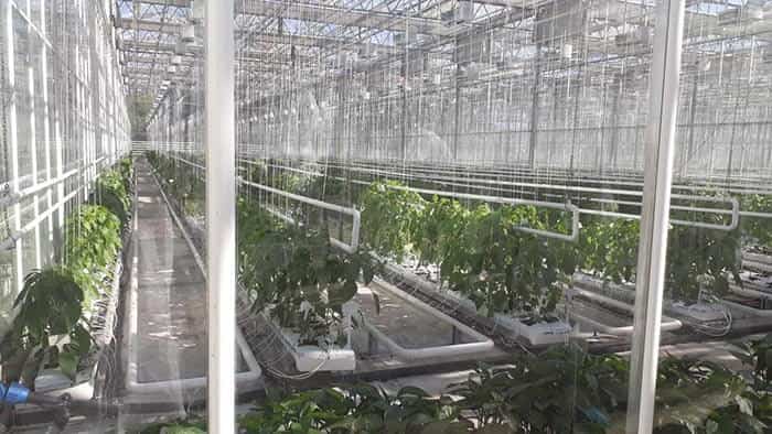 شاهد تولید فلفل به روش هیدروپونیک در گلخانه ای در حومه بوداپست
